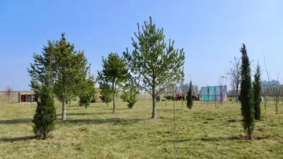 деревья, парк, фото - Новости Zakon.kz от 30.03.2026 17:28