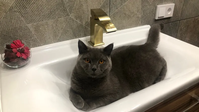 Три похожие породы кошек, которые легко перепутать