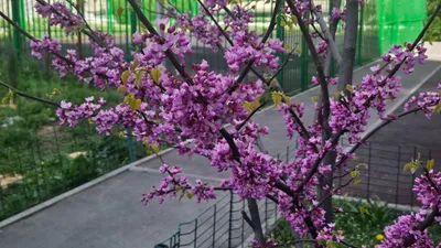 Растения, весна, Алматы , фото - Новости Zakon.kz от 07.04.2026 14:18