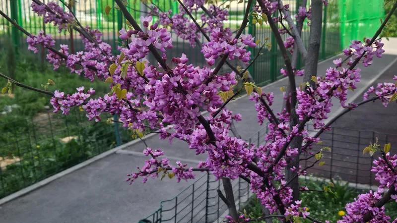 На весеннем вайбе: мгновения цветущего Алматы