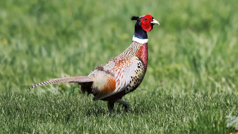 От районного акима убежал фазан: необычную спасательную операцию на видео сняла алматинка