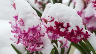 цветы, снег, фото - Новости Zakon.kz от 07.04.2026 17:57