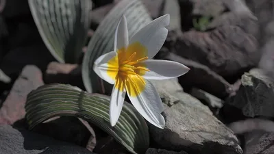 тюльпан Регеля, цветы, фото - Новости Zakon.kz от 07.04.2026 13:10