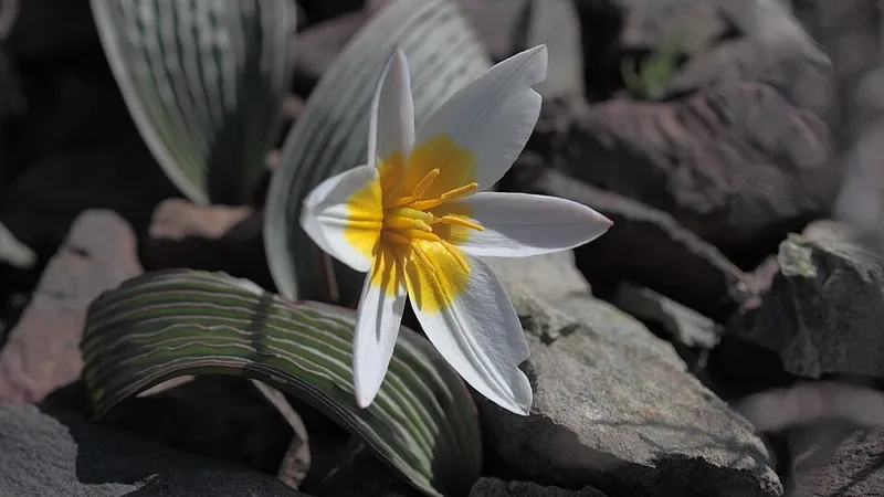 Каменистые горы на юге Казахстана ожили редкими цветами: любоваться разрешено