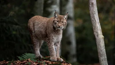 рысь, лес, фото - Новости Zakon.kz от 07.04.2026 11:43