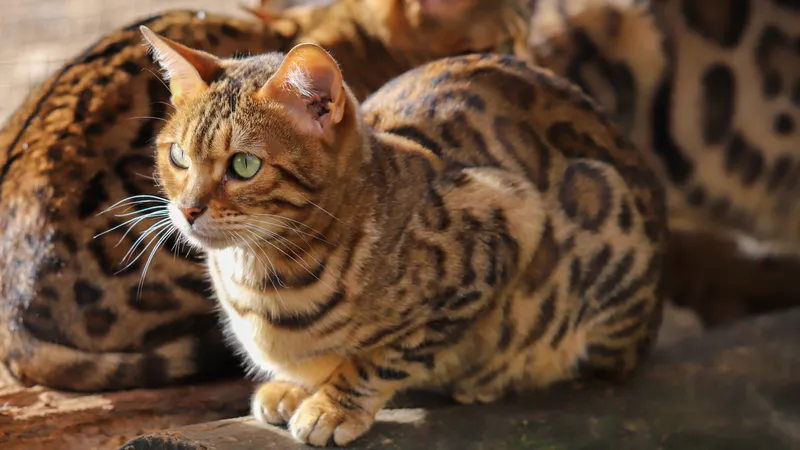 Породы кошек, которые впечатляют внешностью диких хищников