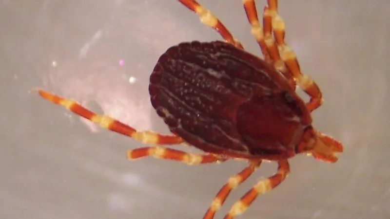 Клещи-мутанты в Казахстане: где их искать точно не стоит