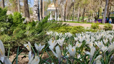 Терренкур, парк в Алматы, весна, цветение, фото - Новости Zakon.kz от 28.04.2026 18:51