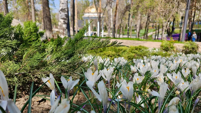 Терренкур, парк в Алматы, весна, цветение, фото - Новости Zakon.kz от 29.04.2026 17:18
