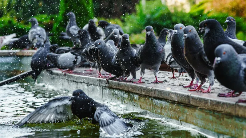 Голуби в городе: незаметные соседи, без которых мегаполис не работает