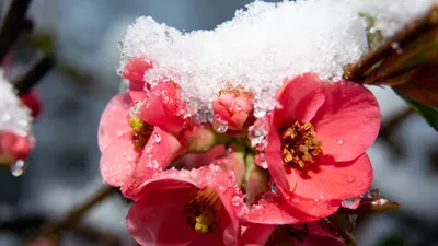 цветение, снег, фото - Новости Zakon.kz от 08.04.2026 18:01