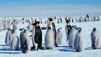 пингвины и морские котики массово исчезают, фото - Новости Zakon.kz от 10.04.2026 00:10