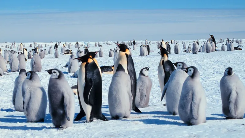 Императорские пингвины и морские котики оказались под угрозой исчезновения