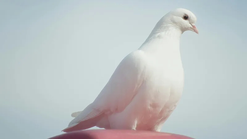 Старейший в мире голубь умер в 44 года