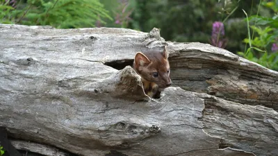 соболь, хищник, фото - Новости Zakon.kz от 09.04.2026 10:06