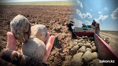 Из капкана смерти: больше 8000 черепах переселили в Туркестанской области, фото - Новости Zakon.kz от 09.04.2026 16:55