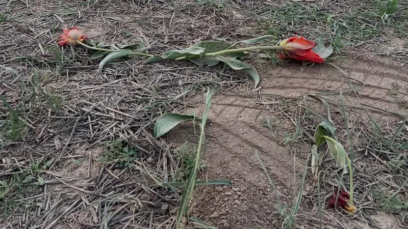 Степи Туркестана под угрозой: туристы топчут редкие тюльпаны Грейга, как это было с Кобейтузом