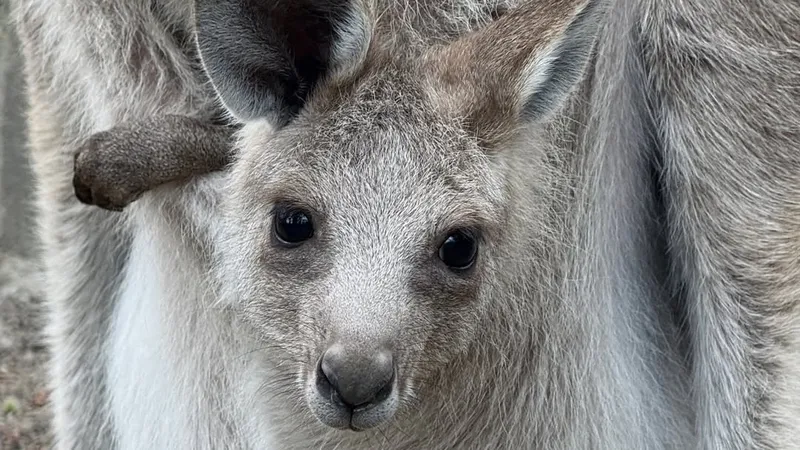 Бэби-бум в зоопарке Алматы: новые фото и реакция казахстанцев на просьбу о трех кенгурятах