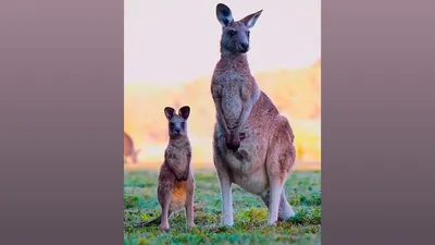 Жителям Шымкента предлагают выбрать имя кенгуренку, фото - Новости Zakon.kz от 10.04.2026 21:52