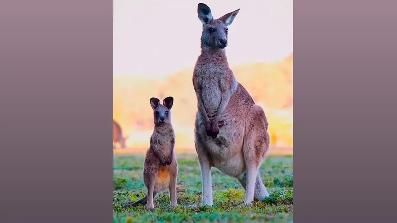 Малышка-кенгуру родилась в Шымкентском зоопарке и уже стала любимицей публики
