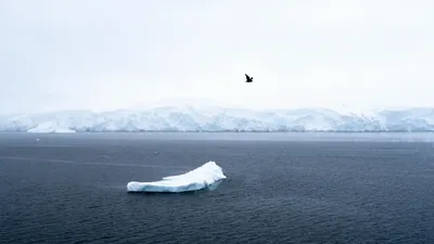 Антарктида, лед, фото - Новости Zakon.kz от 10.04.2026 10:48