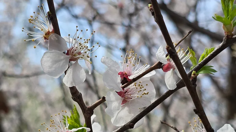 В Алматы потеплеет до +24°С, но к концу недели снова пойдут дожди