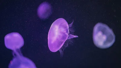 медузы, фото - Новости Zakon.kz от 10.04.2026 10:03