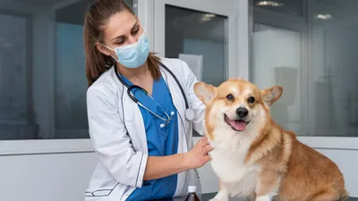 собака у ветеринара, фото - Новости Zakon.kz от 11.04.2026 17:44