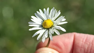 ромашка, фото - Новости Zakon.kz от 11.04.2026 09:19