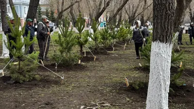 деревья, фото - Новости Zakon.kz от 11.04.2026 14:48