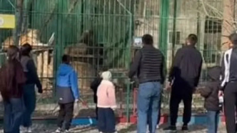 В Семее мужчины забросали львов камнями в биоцентре