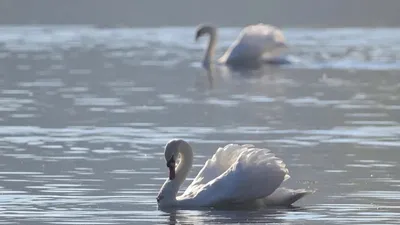 лебеди, фото - Новости Zakon.kz от 13.04.2026 01:42