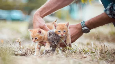 котята, животные, фото - Новости Zakon.kz от 13.04.2026 14:24