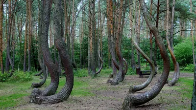 Деревья, изогнутый лес, фото - Новости Zakon.kz от 14.04.2026 06:20