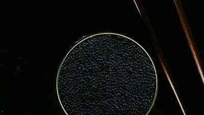 икра остеровых, фото - Новости Zakon.kz от 13.04.2026 13:48