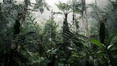 Африка, деревья, фото - Новости Zakon.kz от 14.04.2026 03:30