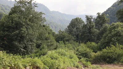 природа, фото - Новости Zakon.kz от 13.04.2026 15:57