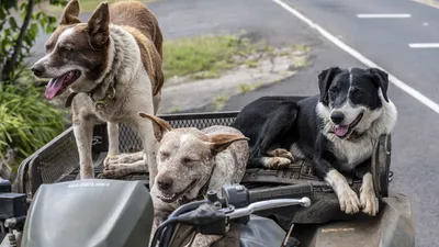 Домашних животных бесплатно вакцинируют от бешенства в Костанае, фото - Новости Zakon.kz от 14.04.2026 09:12