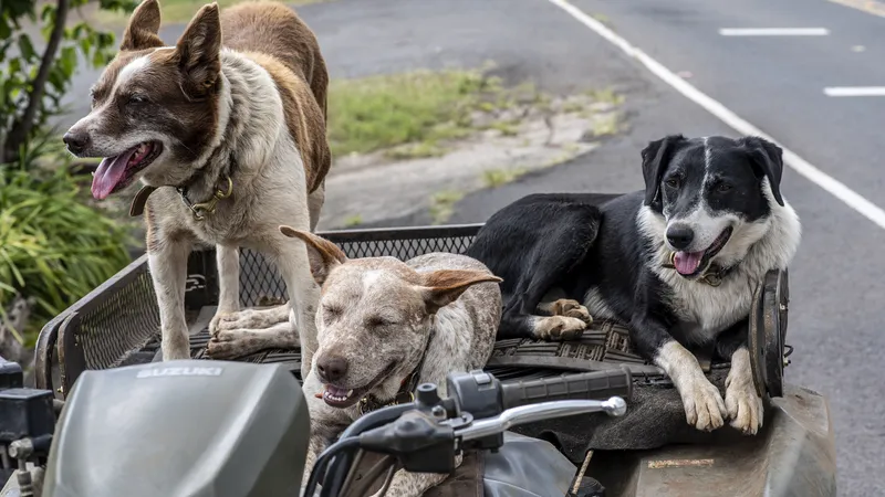 Домашних животных бесплатно вакцинируют от бешенства в Костанае
