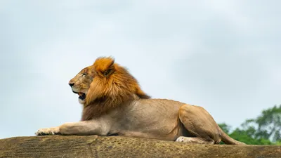 лев, хищник, фото - Новости Zakon.kz от 13.04.2026 15:39