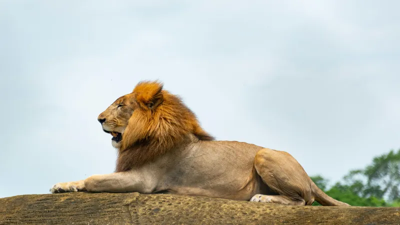 "Не тех в клетку посадили": в Семее задержали "героев" скандального видео с львами