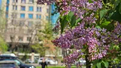 весеннее цветение сирени, фото - Новости Zakon.kz от 13.04.2026 16:24