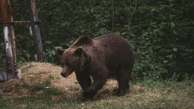 бурый медведь, хищник, фото - Новости Zakon.kz от 13.04.2026 16:27