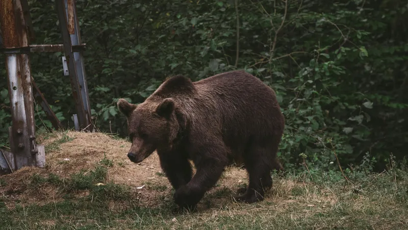 В крупнейшем заповеднике Казахстана заметили первые следы проснувшихся медведей