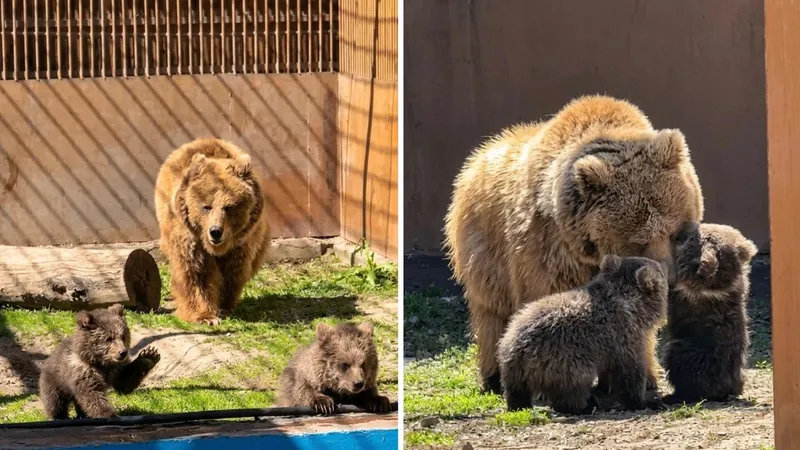 В зоопарке Алматы родились редкие медвежата: посмотрите на них