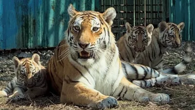 мама с тигрятами, фото - Новости Zakon.kz от 14.04.2026 17:24