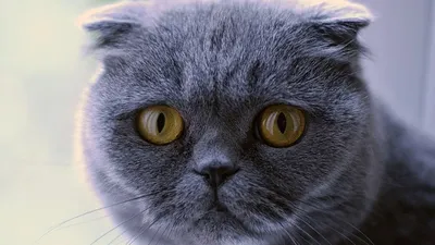 шотландская вислоухая кошка, фото - Новости Zakon.kz от 14.04.2026 13:19