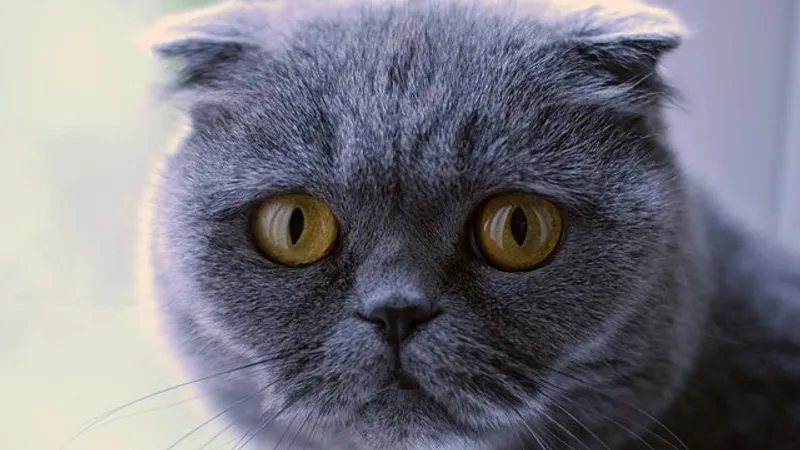 Названы пять самых "больных" пород кошек
