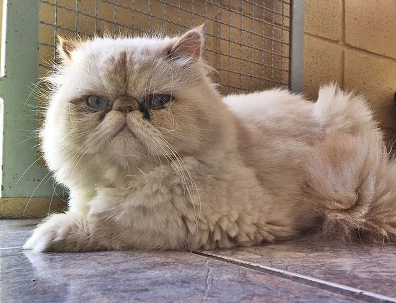 персидская кошка, фото - Новости Zakon.kz от 14.04.2026 13:19