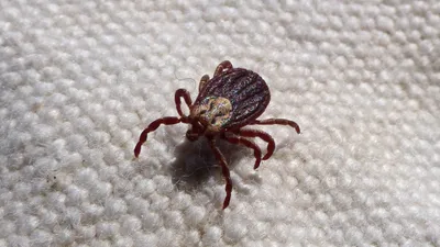 укусы клещей весной, фото - Новости Zakon.kz от 14.04.2026 12:57